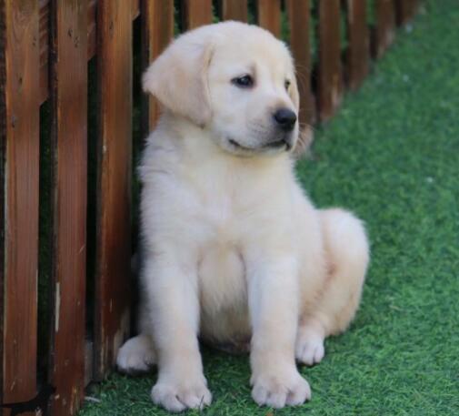 拉布拉多幼犬太瘦了怎么增肥 拉布拉多幼犬太瘦了怎么增肥