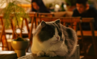 猫最多能饿几天不吃不喝