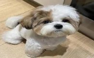 狗狗身上长疙瘩痒怎么治