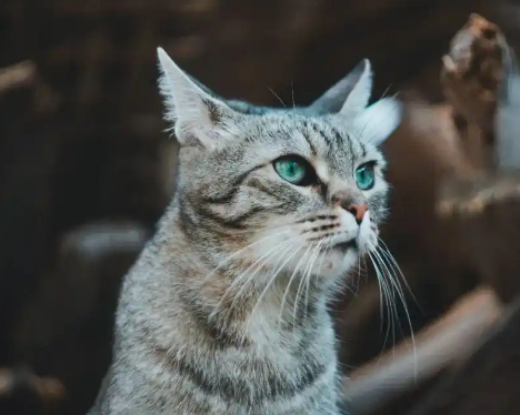押注宠物老龄化蓝海，国内市场开启中老年宠物抗衰革命