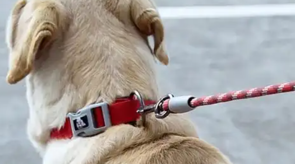 家有一宠狗狗项圈怎么正确佩戴 家有一宠狗狗项圈怎么正确佩戴