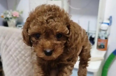 泰迪幼犬一次喝多少亳升羊奶