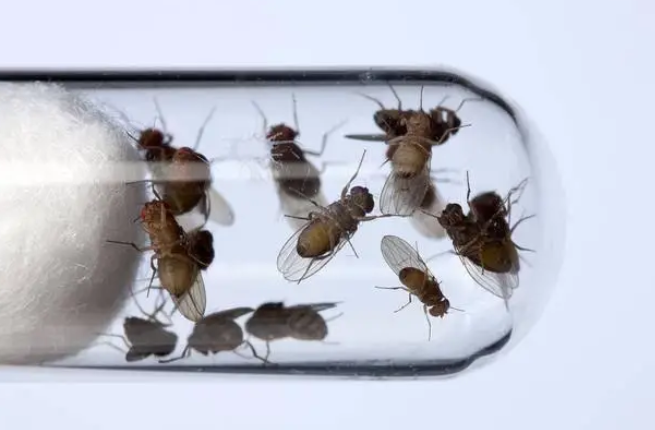 果蝇怎样灭掉