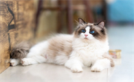 小猫吐清水样的液体