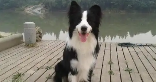 边牧的配种时间