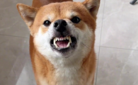 狗狗吐黄水的原因