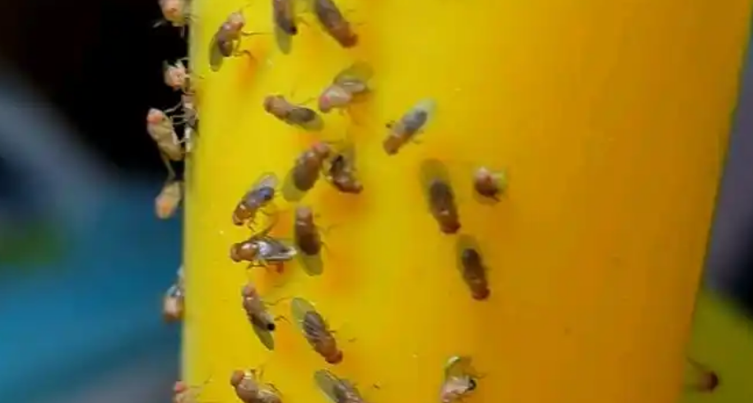 如何消灭家里果蝇