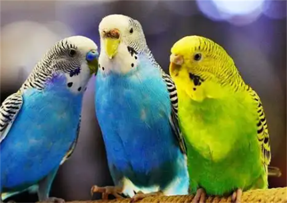 养虎皮鹦鹉一年收入多少 养虎皮鹦鹉一年收入多少