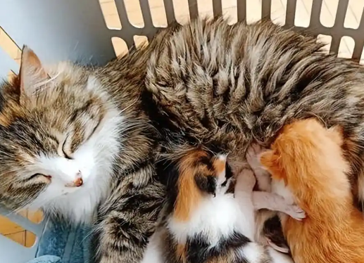 猫饿的时候会吃崽子吗