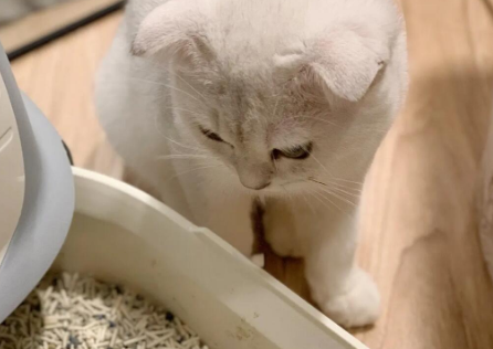 喵彩猫砂“微晶锁味”技术获专利认证，喵彩猫砂<strong></strong>除臭率突破97%