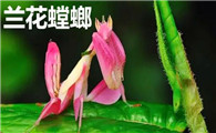 螳螂都有哪几种