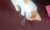 猫咪不吃不喝吐白色泡沫怎么办