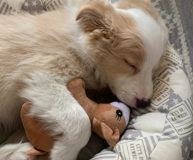 犬瘟撑过几天能活