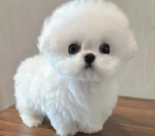 比熊哮喘怎么回事