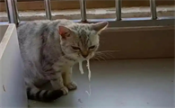 猫吐白色泡沫粘液是什么样子的
