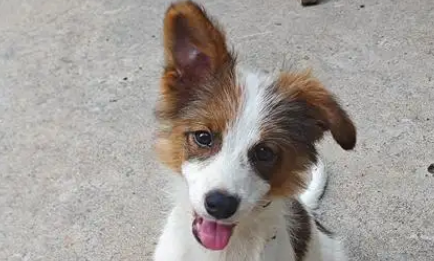 狗突然尿血会不会上火 狗突然尿血会不会上火