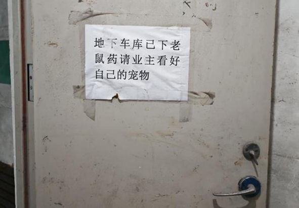 长春一小区投药应对流浪猫?律师:此举欠妥 长春一小区投药应对流浪猫?律师:此举欠妥