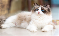 猫咪耳朵流黄水怎么办