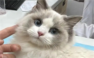 猫拉绿色的稀屎但是很活泼