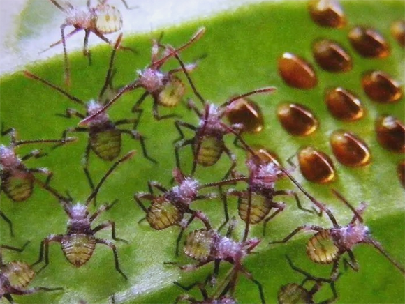 臭虫与椿象大不同，别再混淆啦！