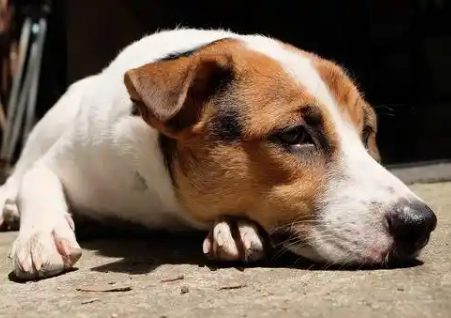 狗狗益生菌怎么喂