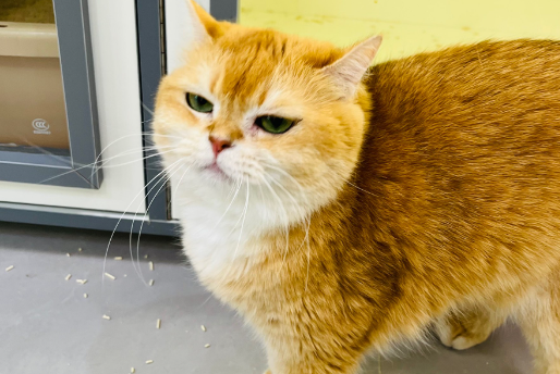 猫咪耳朵里黑色脏东西怎么弄干净