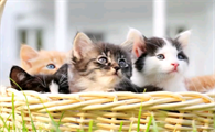 猫咪掉毛严重怎么办