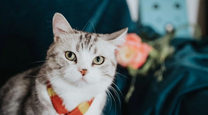 猫4岁算老了吗 猫4岁算老了吗