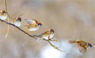 为什么不能抓麻雀