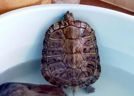 乌龟半年不吃食会饿死吗