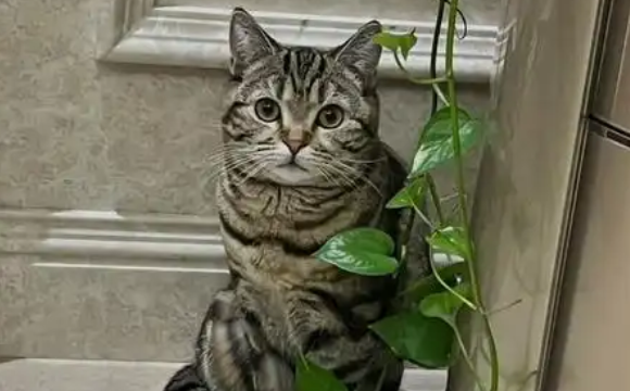 绿萝的气味会对猫咪有害吗