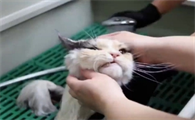 猫咪打了一针疫苗可以洗澡吗