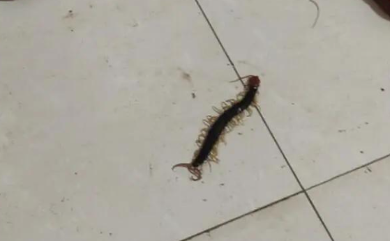 在家里发现一只小蜈蚣