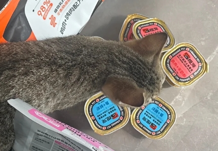 橙宠猫粮是杂牌子还是名牌