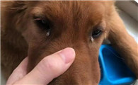 狗得犬瘟多久会死
