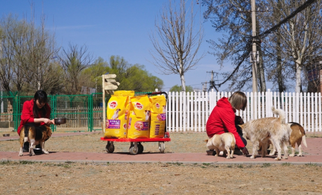 当玛氏用实际行动，为城市按下“宠物友好键”
