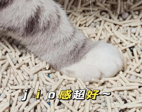 猫咪除臭必备：DARLING TAIL猫砂使用体验分享