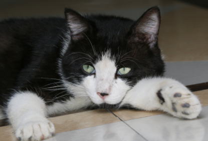 猫咪每天晚上叫为什么 猫咪每天晚上叫为什么
