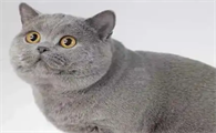 蓝猫6个月能长到多大