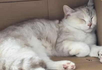 绝育猫咪乱拉乱尿是什么原因 绝育猫咪乱拉乱尿是什么原因