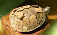 乌龟脱壳到一半为什么不脱呢