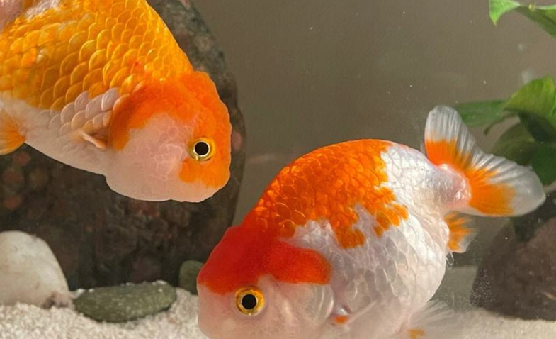 优鱼若宠兰寿金鱼惊艳亮相水族展，引领观赏鱼新潮流