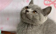 蓝猫6个月应该多重