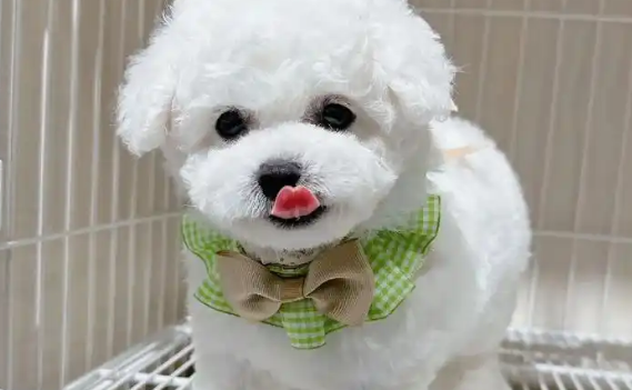 幼犬比熊像哮喘一样抽气 幼犬比熊像哮喘一样抽气