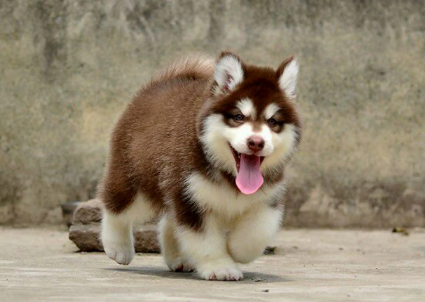 阿拉斯加犬多大好养
