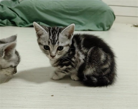 虎斑猫为什么不建议养