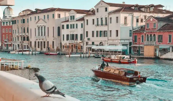 中国游客在威尼斯喂鸽子被罚:文化差异还是环保共识? 中国游客在威尼斯喂鸽子被罚:文化差异还是环保共识?