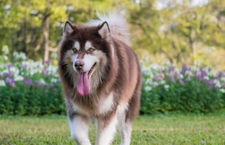 阿拉斯加犬几个月成年