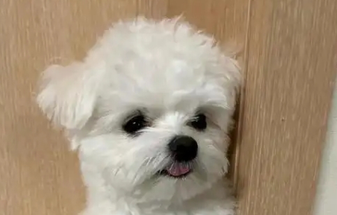 一个月的比熊一天喂养几次合适