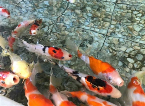 锦鲤尾部有白边怎么回事